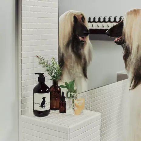 Aésop animal shampoing pour chien 500ml