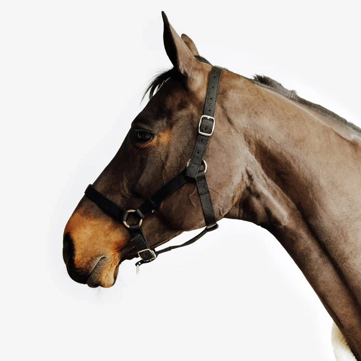 Licol noir réglable pour cheval et poney, matériel d'équitation disponible au Maroc avec livraison.