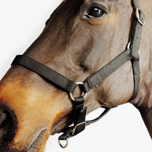 Licol noir pour cheval et poney en nylon, matériel d'équitation confort disponible partout au Maroc.