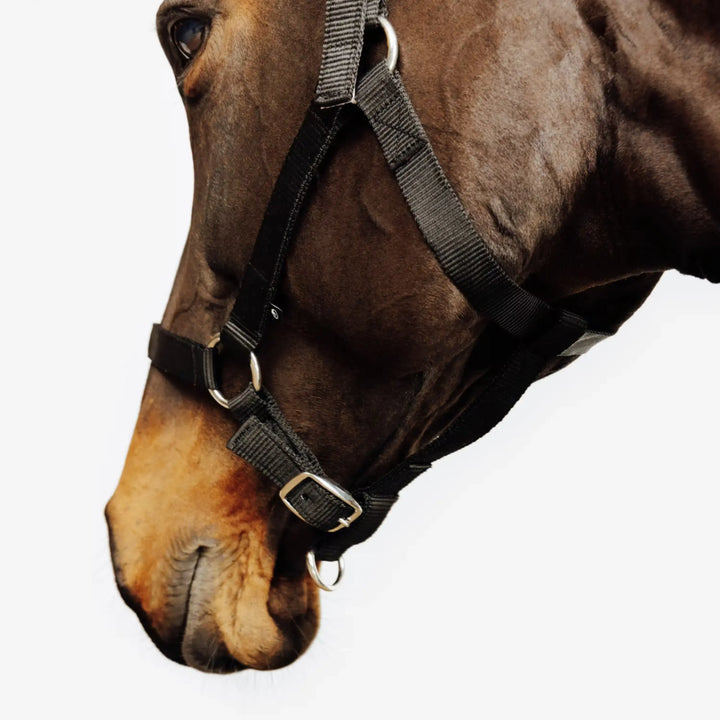 Licol noir d'équitation pour cheval et poney, matériel de sellerie robuste disponible au Maroc.