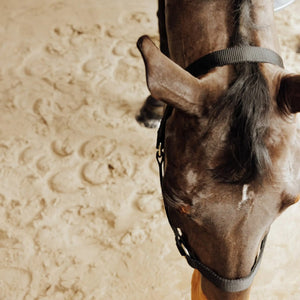 Licol noir pour cheval et poney en équitation, matériel de sellerie robuste disponible au Maroc.